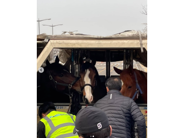 World Net Logistics (KOREA) Co., Ltd. — One of Korea’s Top 3 Live Animal Transportation Specialists