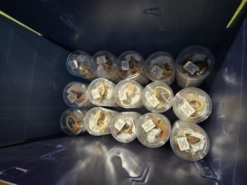 Professional Live Reptile Export & Logistics Services